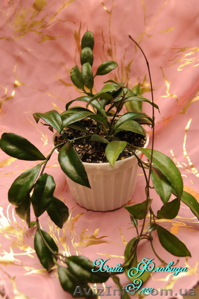  Хойа Каличина, Белла, Флавида. - <ro>Изображение</ro><ru>Изображение</ru> #7, <ru>Объявление</ru> #787499