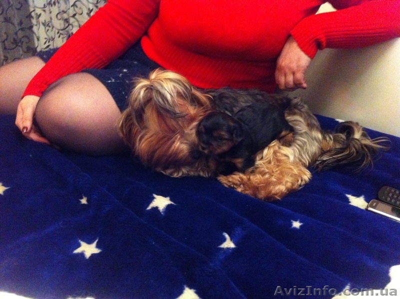 Прекрасные малыши йоркширского терьера - <ro>Изображение</ro><ru>Изображение</ru> #3, <ru>Объявление</ru> #799359