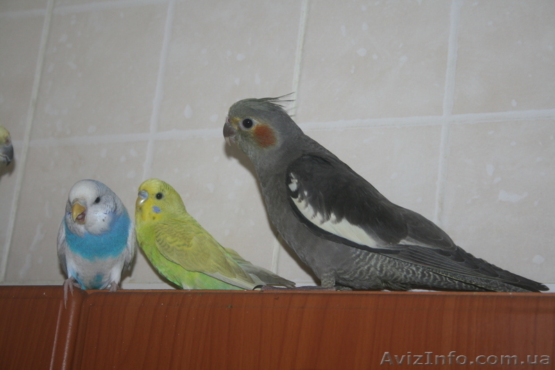 Попугайчик Корела - <ro>Изображение</ro><ru>Изображение</ru> #3, <ru>Объявление</ru> #794110