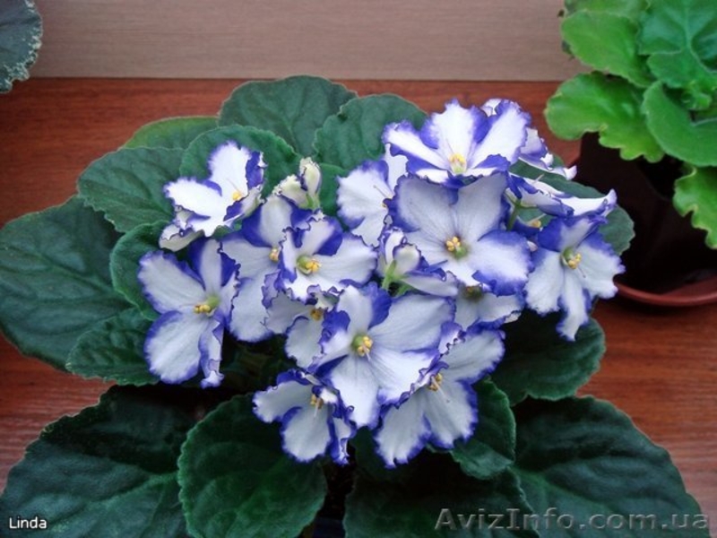 Детки сортовых фиалок 5 - 10 грн. - <ro>Изображение</ro><ru>Изображение</ru> #7, <ru>Объявление</ru> #786333