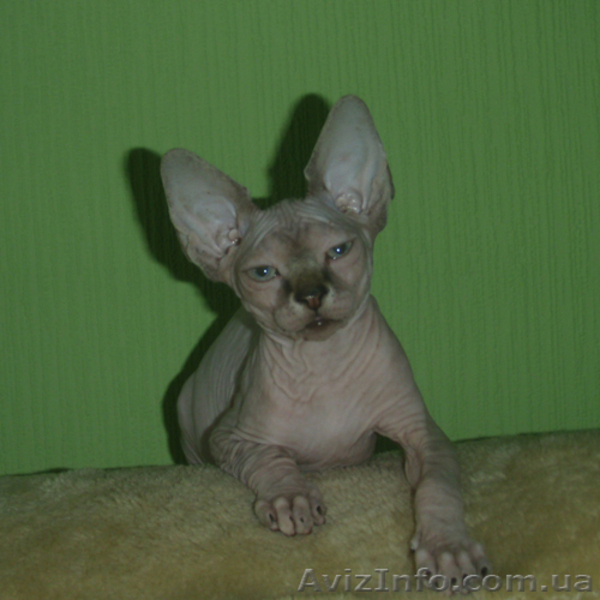 Предлагаем колорных котят канадского сфинкса. - <ro>Изображение</ro><ru>Изображение</ru> #3, <ru>Объявление</ru> #702055