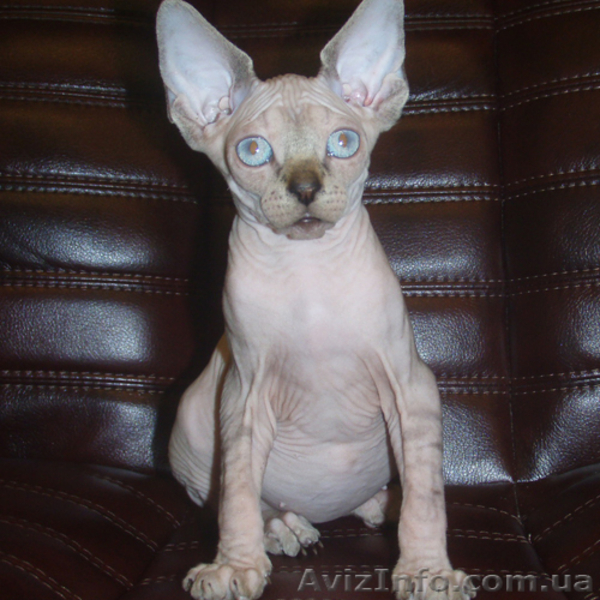 Предлагаем колорных котят канадского сфинкса. - <ro>Изображение</ro><ru>Изображение</ru> #5, <ru>Объявление</ru> #702055