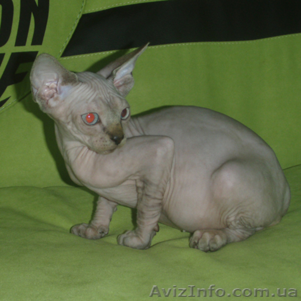 Предлагаем колорных котят канадского сфинкса. - <ro>Изображение</ro><ru>Изображение</ru> #4, <ru>Объявление</ru> #702055