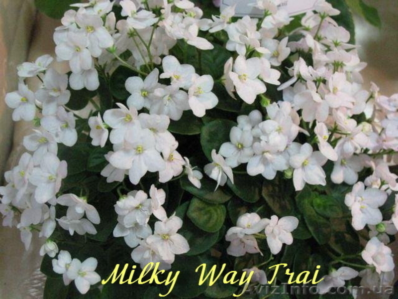 Детки сортовых фиалок 5 - 10 грн. - <ro>Изображение</ro><ru>Изображение</ru> #3, <ru>Объявление</ru> #786333