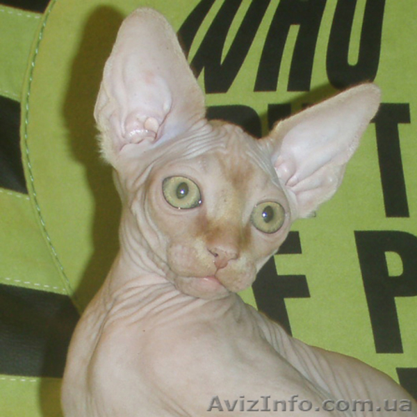 Предлагаем колорных котят канадского сфинкса. - <ro>Изображение</ro><ru>Изображение</ru> #6, <ru>Объявление</ru> #702055