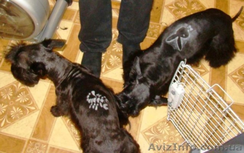 Стрижка собак. Тримминг.  - <ro>Изображение</ro><ru>Изображение</ru> #7, <ru>Объявление</ru> #807409