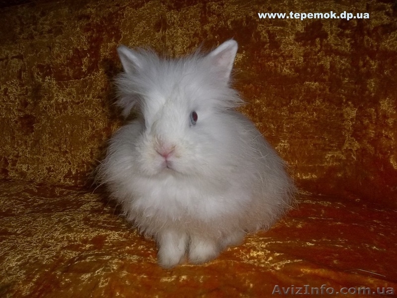 карликовые и декоративные кролики купить в  Украине - <ro>Изображение</ro><ru>Изображение</ru> #3, <ru>Объявление</ru> #807670