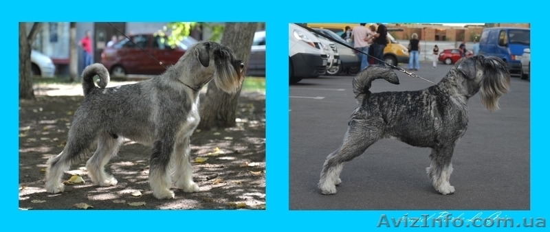 щенки Миттельшнауцера Днепропетровск - <ro>Изображение</ro><ru>Изображение</ru> #6, <ru>Объявление</ru> #810851