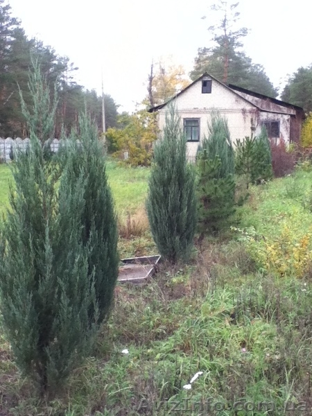 Распродажа своих  ухоженных хвойных растений. Самовыкоп! - <ro>Изображение</ro><ru>Изображение</ru> #3, <ru>Объявление</ru> #802448