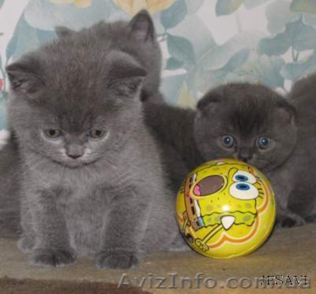 Очаровательные вислоухие мурчуны - <ro>Изображение</ro><ru>Изображение</ru> #3, <ru>Объявление</ru> #538553