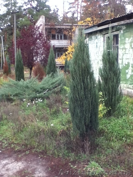 Распродажа своих  ухоженных хвойных растений. Самовыкоп! - <ro>Изображение</ro><ru>Изображение</ru> #4, <ru>Объявление</ru> #802448