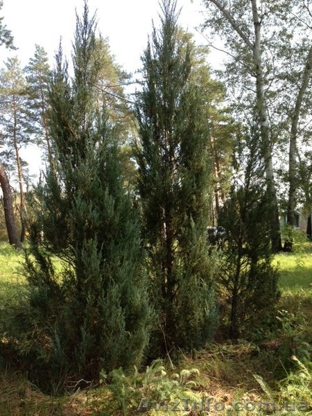 Распродажа своих  ухоженных хвойных растений. Самовыкоп! - <ro>Изображение</ro><ru>Изображение</ru> #5, <ru>Объявление</ru> #802448