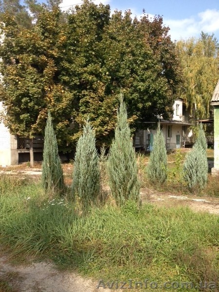 Распродажа своих  ухоженных хвойных растений. Самовыкоп! - <ro>Изображение</ro><ru>Изображение</ru> #6, <ru>Объявление</ru> #802448