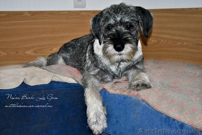 щенки Миттельшнауцера Днепропетровск - <ro>Изображение</ro><ru>Изображение</ru> #3, <ru>Объявление</ru> #810851