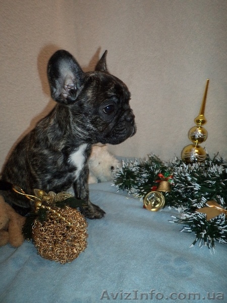 Щенок французского бульдога, очень красивая девочка - <ro>Изображение</ro><ru>Изображение</ru> #3, <ru>Объявление</ru> #804368