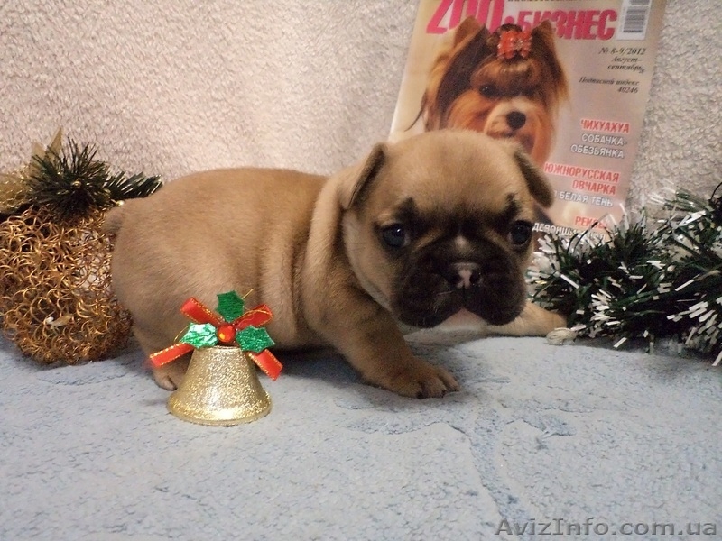 Маленькие французики, мальчики и девочки - <ro>Изображение</ro><ru>Изображение</ru> #3, <ru>Объявление</ru> #806998