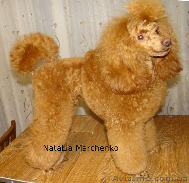 Стрижка собак. Тримминг.  - <ro>Изображение</ro><ru>Изображение</ru> #4, <ru>Объявление</ru> #807409