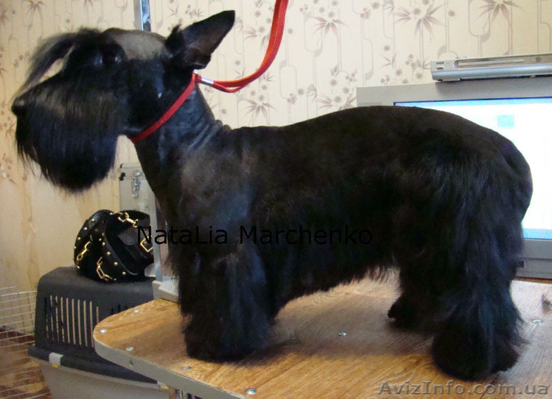 Стрижка собак. Тримминг.  - <ro>Изображение</ro><ru>Изображение</ru> #6, <ru>Объявление</ru> #807409