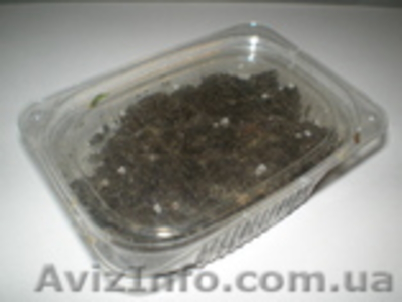 Разведение червя Старатель и получение биогумуса. - <ro>Изображение</ro><ru>Изображение</ru> #3, <ru>Объявление</ru> #802767