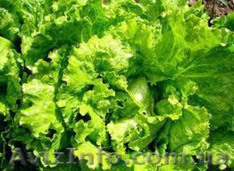 Свежие ягоды и фрукты круглый год - <ro>Изображение</ro><ru>Изображение</ru> #5, <ru>Объявление</ru> #812255