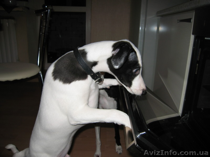 Усдуга Вашим Любимцам - <ro>Изображение</ro><ru>Изображение</ru> #3, <ru>Объявление</ru> #809001