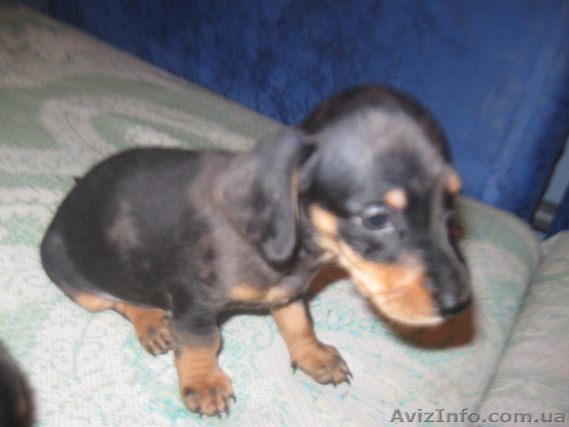 Продам Прелестный такс! - <ro>Изображение</ro><ru>Изображение</ru> #9, <ru>Объявление</ru> #807971