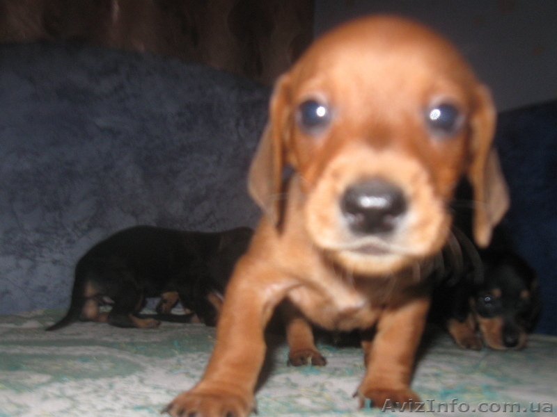 Продам Прелестный такс! - <ro>Изображение</ro><ru>Изображение</ru> #4, <ru>Объявление</ru> #807971