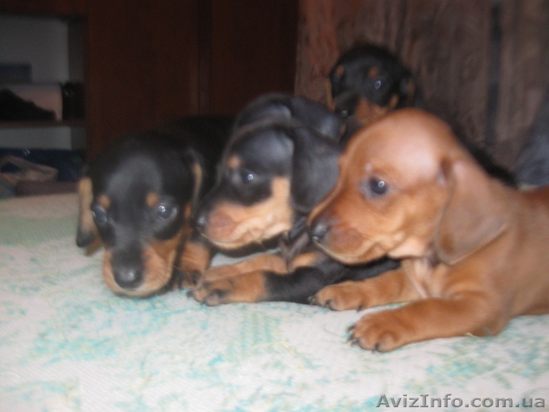 Продам Прелестный такс! - <ro>Изображение</ro><ru>Изображение</ru> #5, <ru>Объявление</ru> #807971