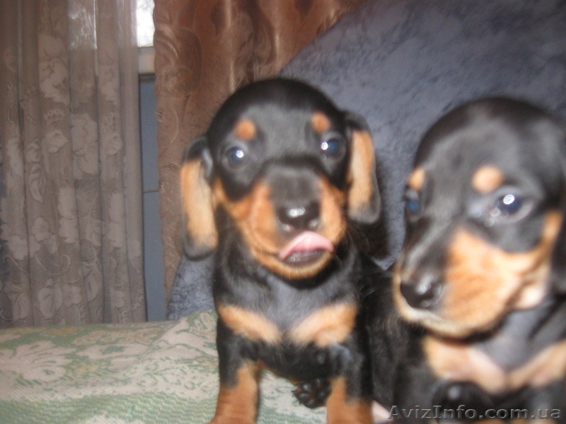 Продам Прелестный такс! - <ro>Изображение</ro><ru>Изображение</ru> #6, <ru>Объявление</ru> #807971