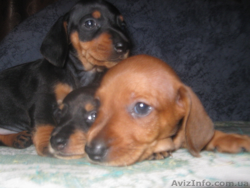 Продам Прелестный такс! - <ro>Изображение</ro><ru>Изображение</ru> #7, <ru>Объявление</ru> #807971