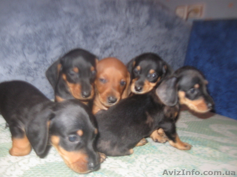 Продам Прелестный такс! - <ro>Изображение</ro><ru>Изображение</ru> #8, <ru>Объявление</ru> #807971