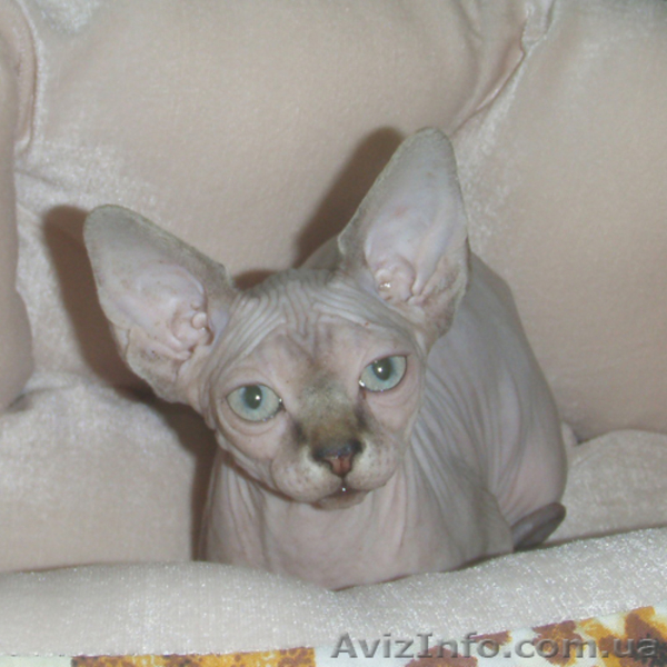 Умные, послушные, ласковые нежные мурлыки! - <ro>Изображение</ro><ru>Изображение</ru> #4, <ru>Объявление</ru> #806750