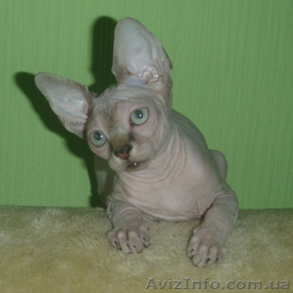 Умные, послушные, ласковые нежные мурлыки! - <ro>Изображение</ro><ru>Изображение</ru> #3, <ru>Объявление</ru> #806750