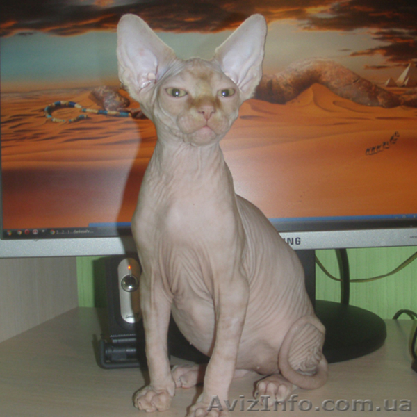 Умные, послушные, ласковые нежные мурлыки! - <ro>Изображение</ro><ru>Изображение</ru> #5, <ru>Объявление</ru> #806750