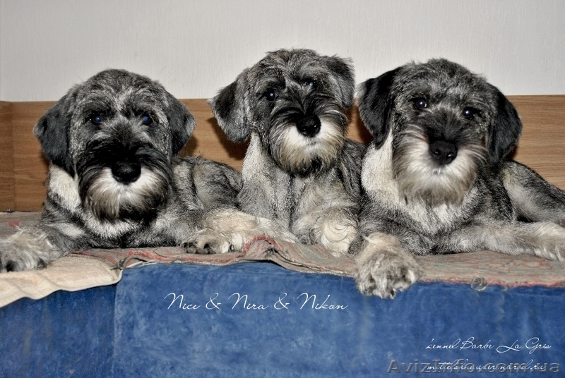 щенки Миттельшнауцера Днепропетровск - <ro>Изображение</ro><ru>Изображение</ru> #4, <ru>Объявление</ru> #810851