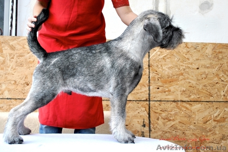 щенки Миттельшнауцера Днепропетровск - <ro>Изображение</ro><ru>Изображение</ru> #5, <ru>Объявление</ru> #810851