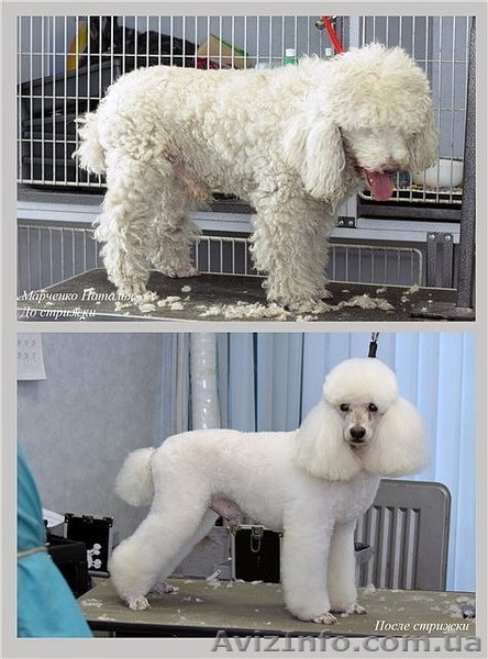 Стрижка собак. Тримминг.  - <ro>Изображение</ro><ru>Изображение</ru> #5, <ru>Объявление</ru> #807409