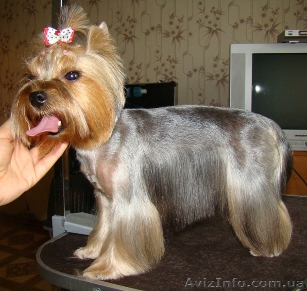 Стрижка собак. Тримминг.  - <ro>Изображение</ro><ru>Изображение</ru> #3, <ru>Объявление</ru> #807409