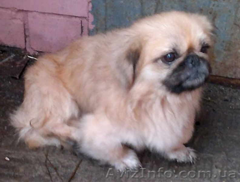 Пекинес, мальчик, молодой в ответственные руки! - <ro>Изображение</ro><ru>Изображение</ru> #3, <ru>Объявление</ru> #820280