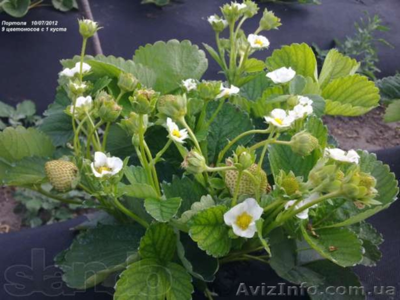 Рассада клубники (ФРИГО)  Альбион,  Портола, Елизавета 2 и другие сорта.       - <ro>Изображение</ro><ru>Изображение</ru> #3, <ru>Объявление</ru> #822463