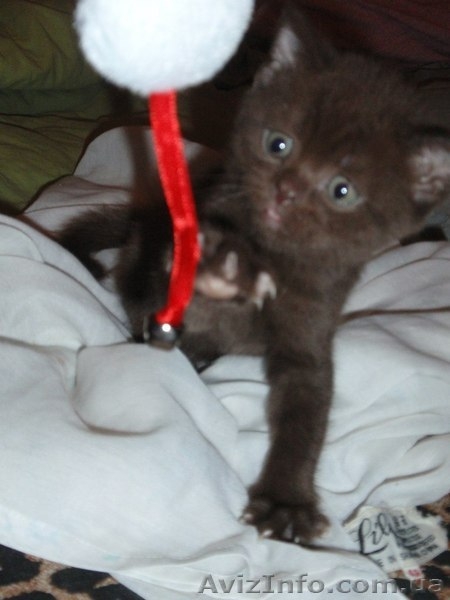 Шотландский "скотиш страйт" приглашает на вязку - <ro>Изображение</ro><ru>Изображение</ru> #3, <ru>Объявление</ru> #827160