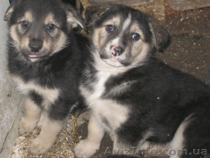 Молодцы-удальцы в одинаковых фирменных шубках - <ro>Изображение</ro><ru>Изображение</ru> #3, <ru>Объявление</ru> #819822