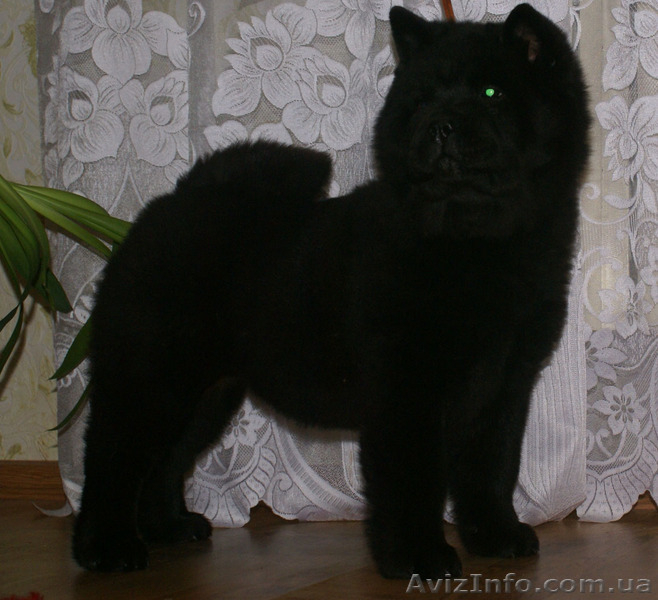 щенки короткошерстных чау чау смуф - <ro>Изображение</ro><ru>Изображение</ru> #5, <ru>Объявление</ru> #822005