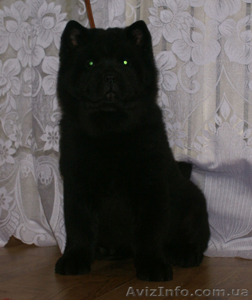 щенки короткошерстных чау чау смуф - <ro>Изображение</ro><ru>Изображение</ru> #4, <ru>Объявление</ru> #822005