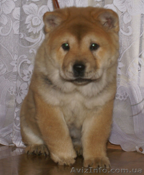 щенки короткошерстных чау чау смуф - <ro>Изображение</ro><ru>Изображение</ru> #6, <ru>Объявление</ru> #822005