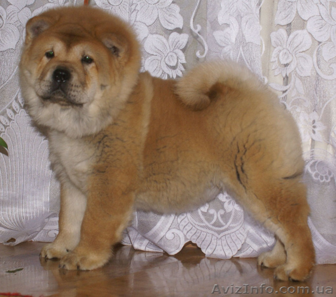 щенки короткошерстных чау чау смуф - <ro>Изображение</ro><ru>Изображение</ru> #3, <ru>Объявление</ru> #822005