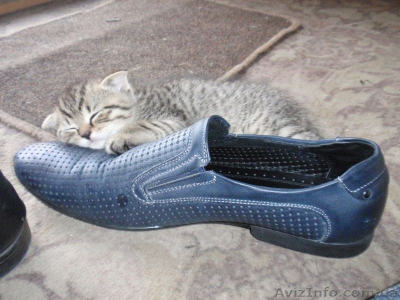 Шотландский "скотиш страйт" приглашает на вязку - <ro>Изображение</ro><ru>Изображение</ru> #4, <ru>Объявление</ru> #827160