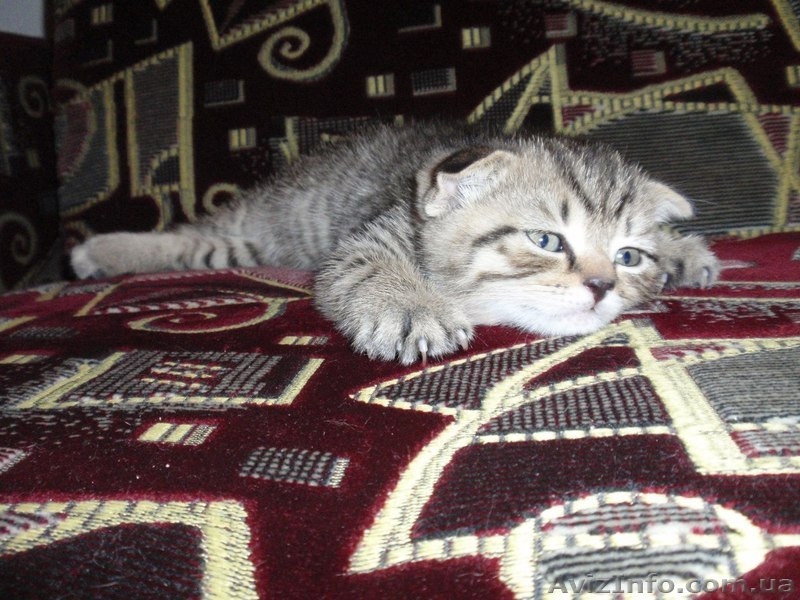 Шотландский "скотиш страйт" приглашает на вязку - <ro>Изображение</ro><ru>Изображение</ru> #5, <ru>Объявление</ru> #827160