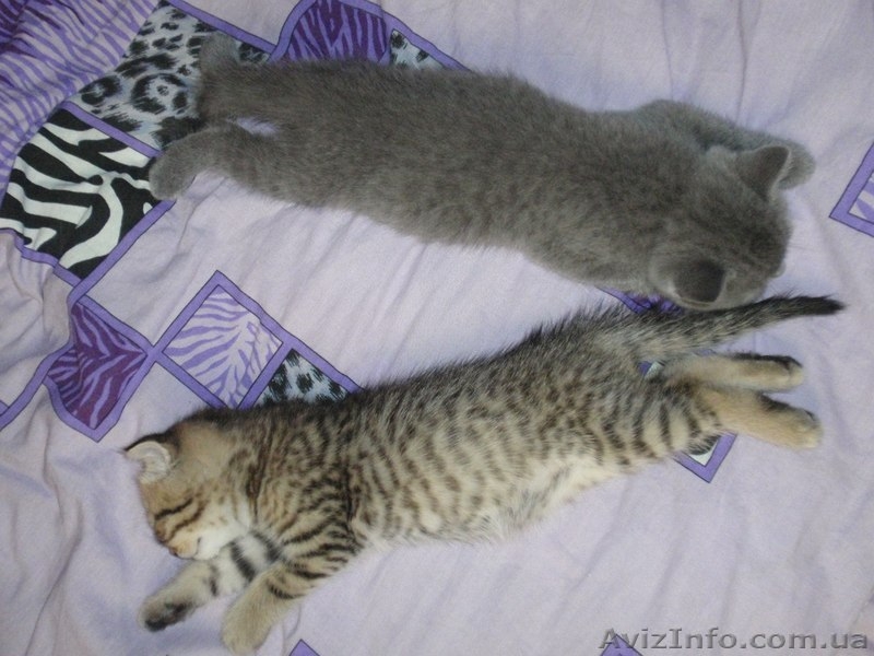 Шотландский "скотиш страйт" приглашает на вязку - <ro>Изображение</ro><ru>Изображение</ru> #6, <ru>Объявление</ru> #827160