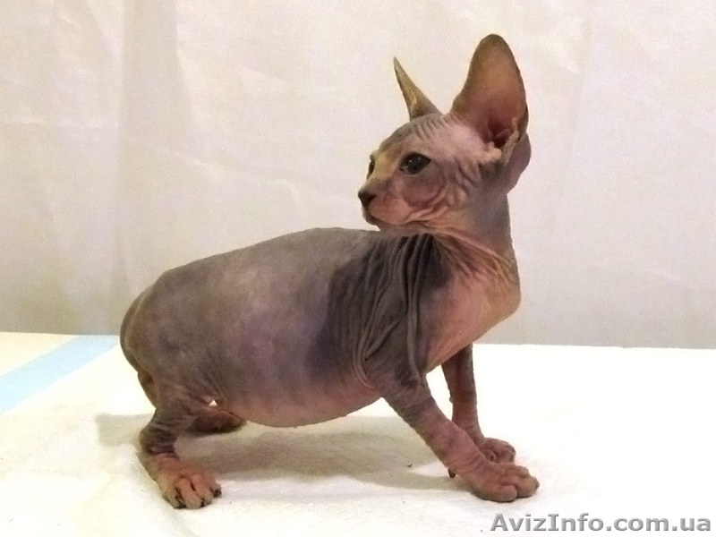 Самые хорошие котята! - <ro>Изображение</ro><ru>Изображение</ru> #3, <ru>Объявление</ru> #829653